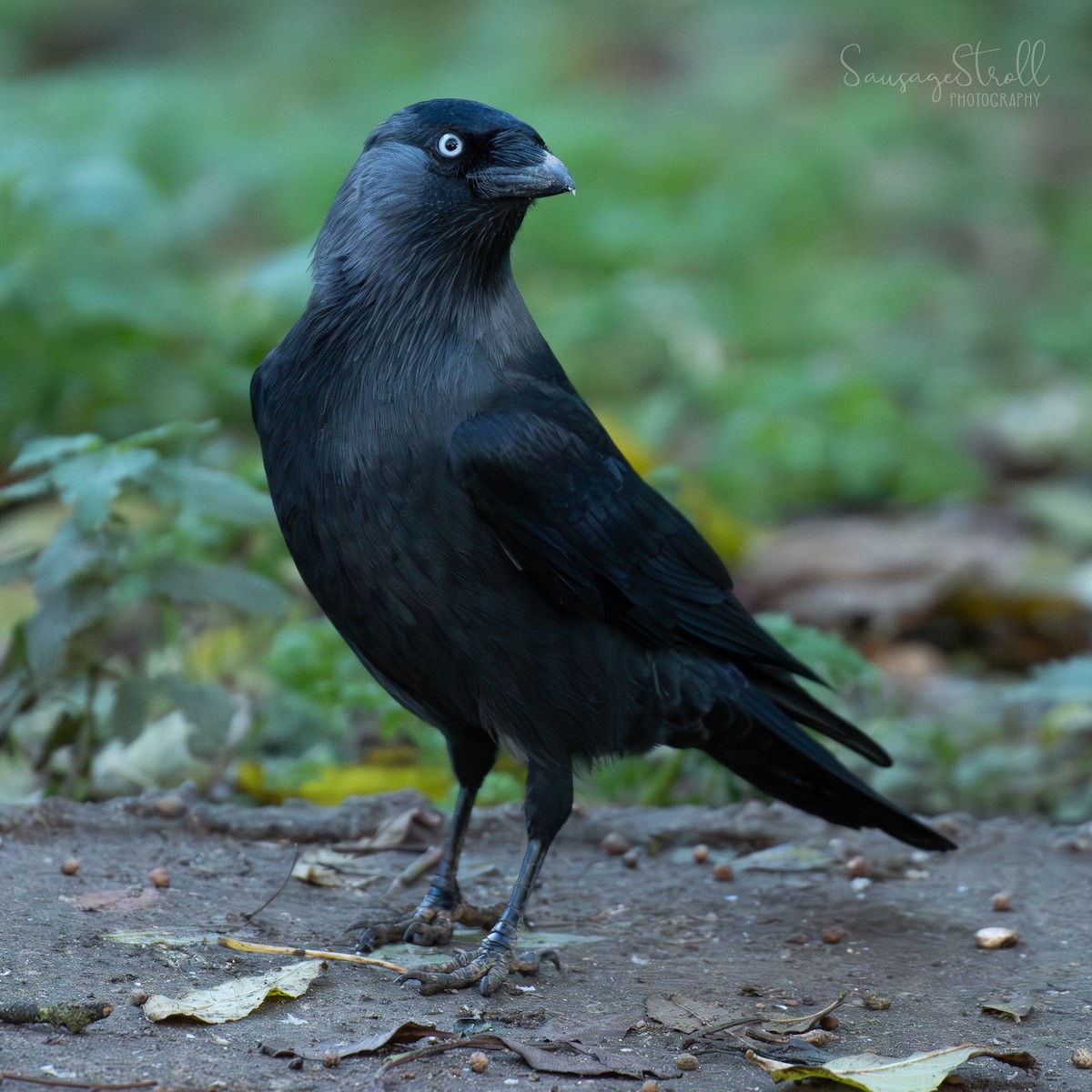 Belatxiki arrunta - ML644615920