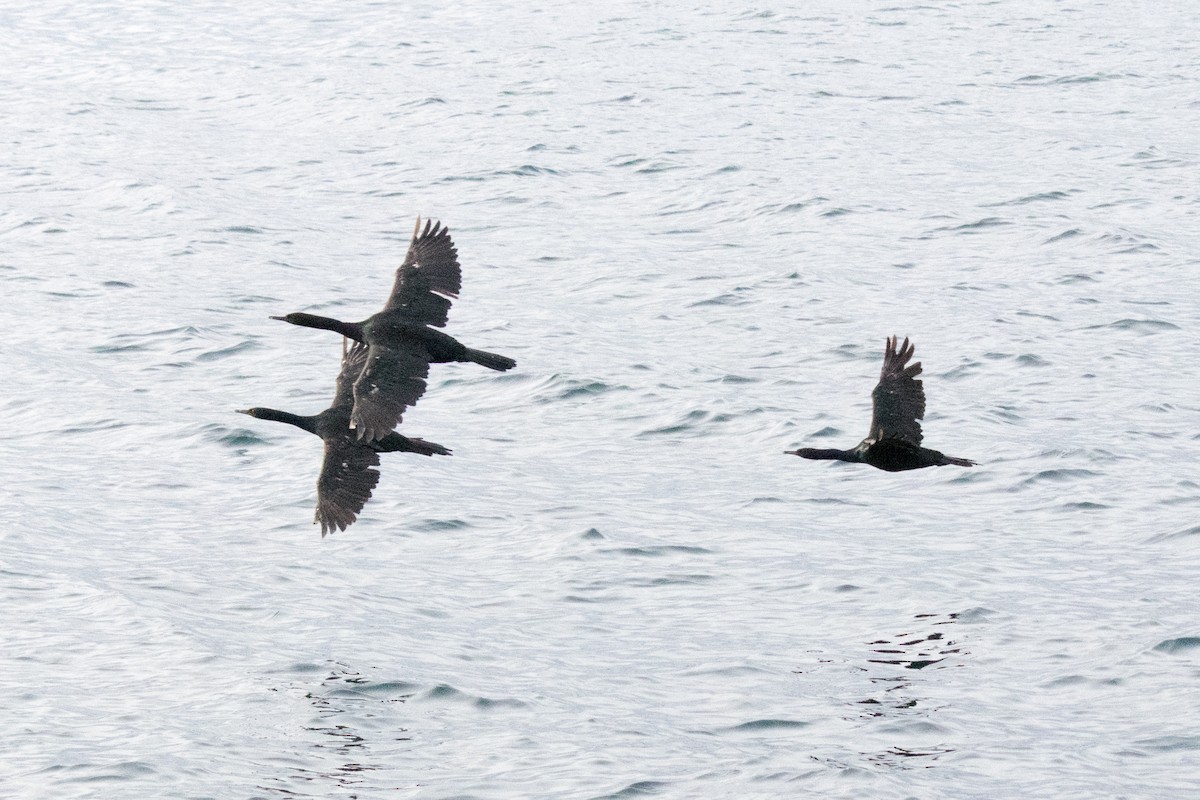 Pelagic Cormorant - ML644615921