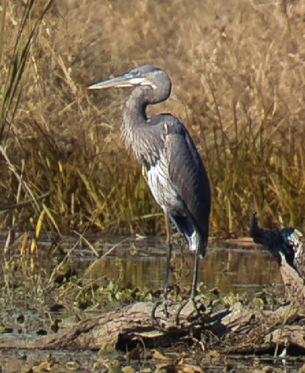 Great Blue Heron - ML644615923