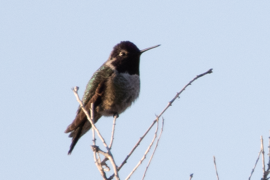 Anna's Hummingbird - ML644615926
