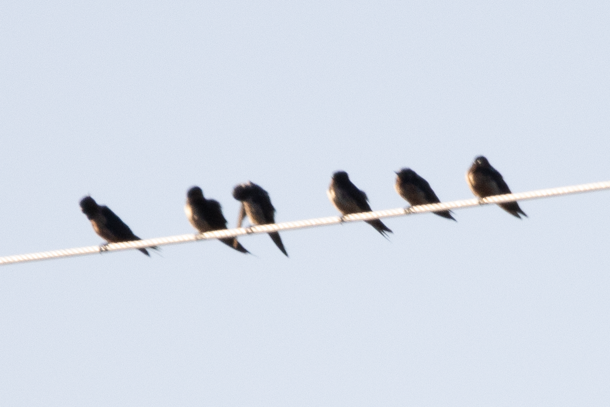 Barn Swallow - ML644615931