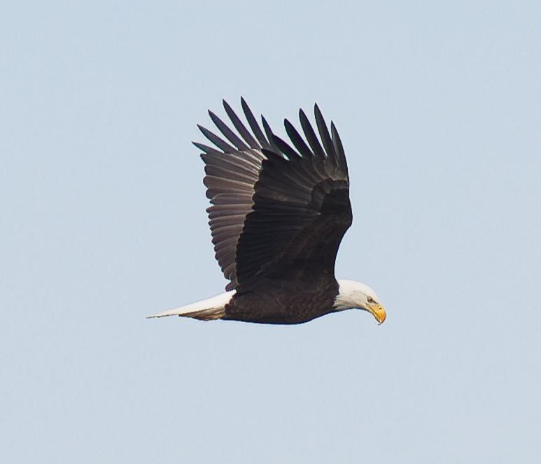 Bald Eagle - ML644615936