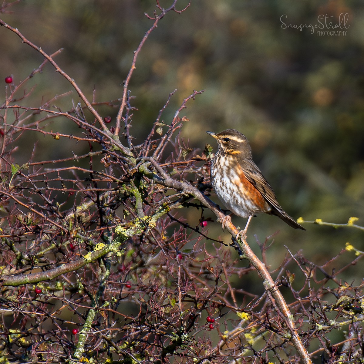 Redwing - ML644615938