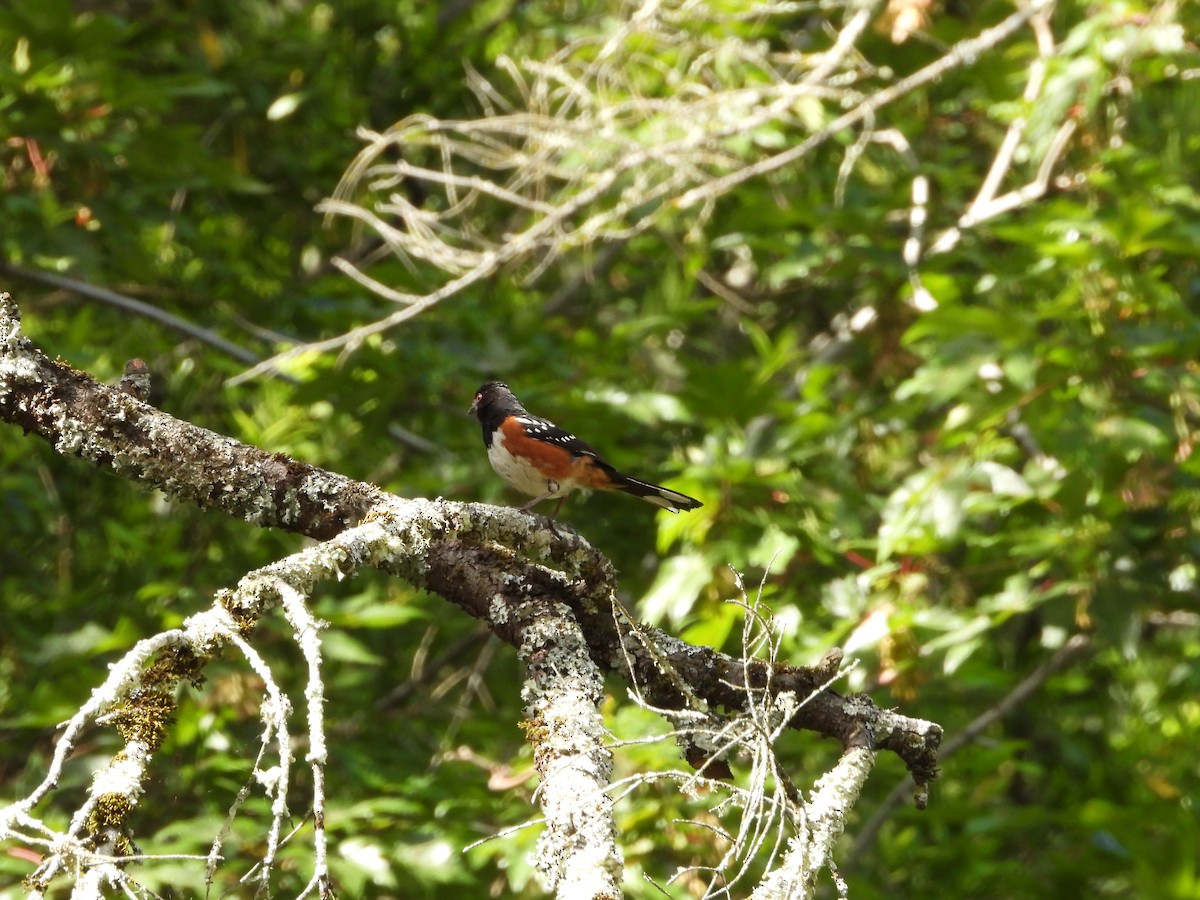 Spotted Towhee - ML644615940