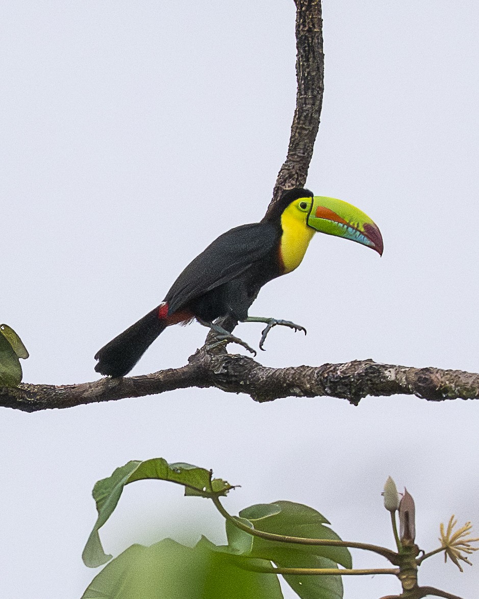Keel-billed Toucan - ML644615962