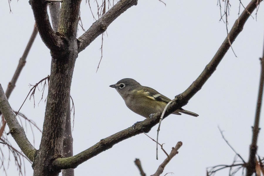 Blue-headed Vireo - ML644615964