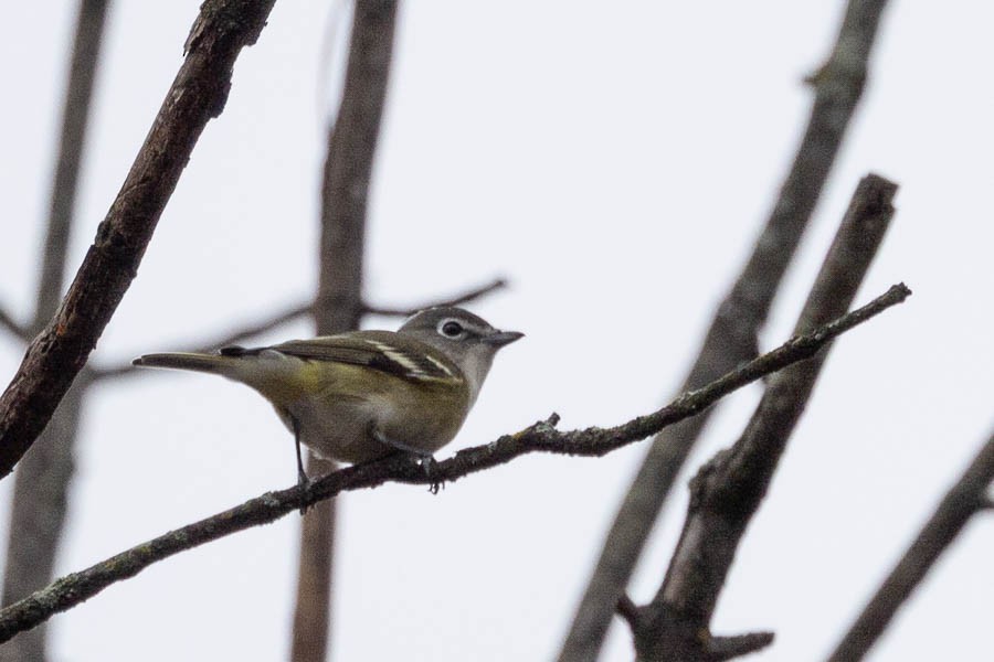 Blue-headed Vireo - ML644615965