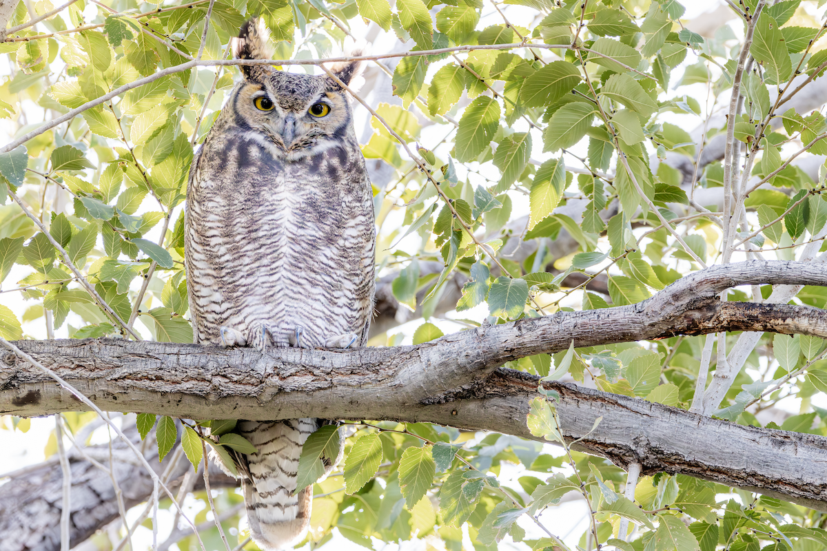 Great Horned Owl - ML644615969