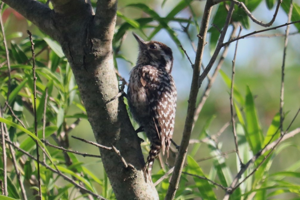 Checkered Woodpecker - ML644615979