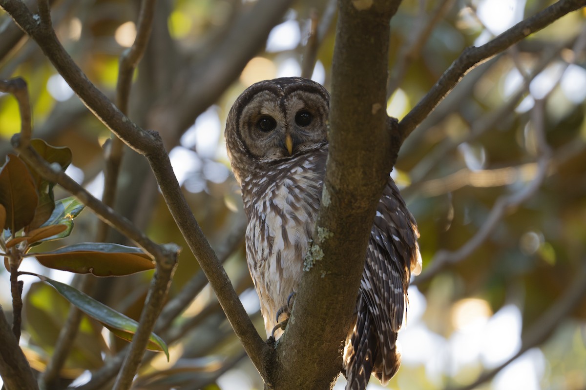 Barred Owl - ML644615994