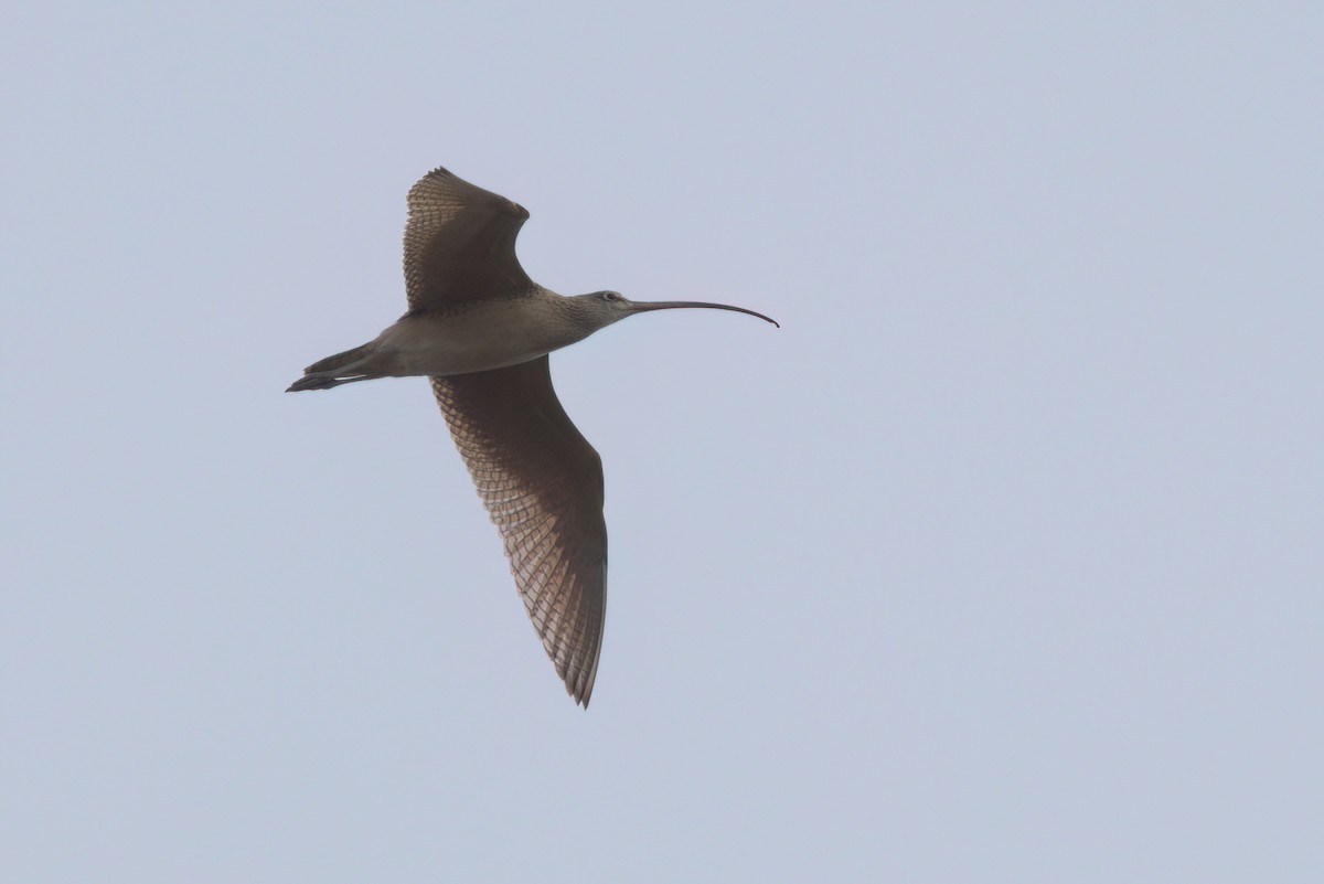 Кульон американський - ML644615997