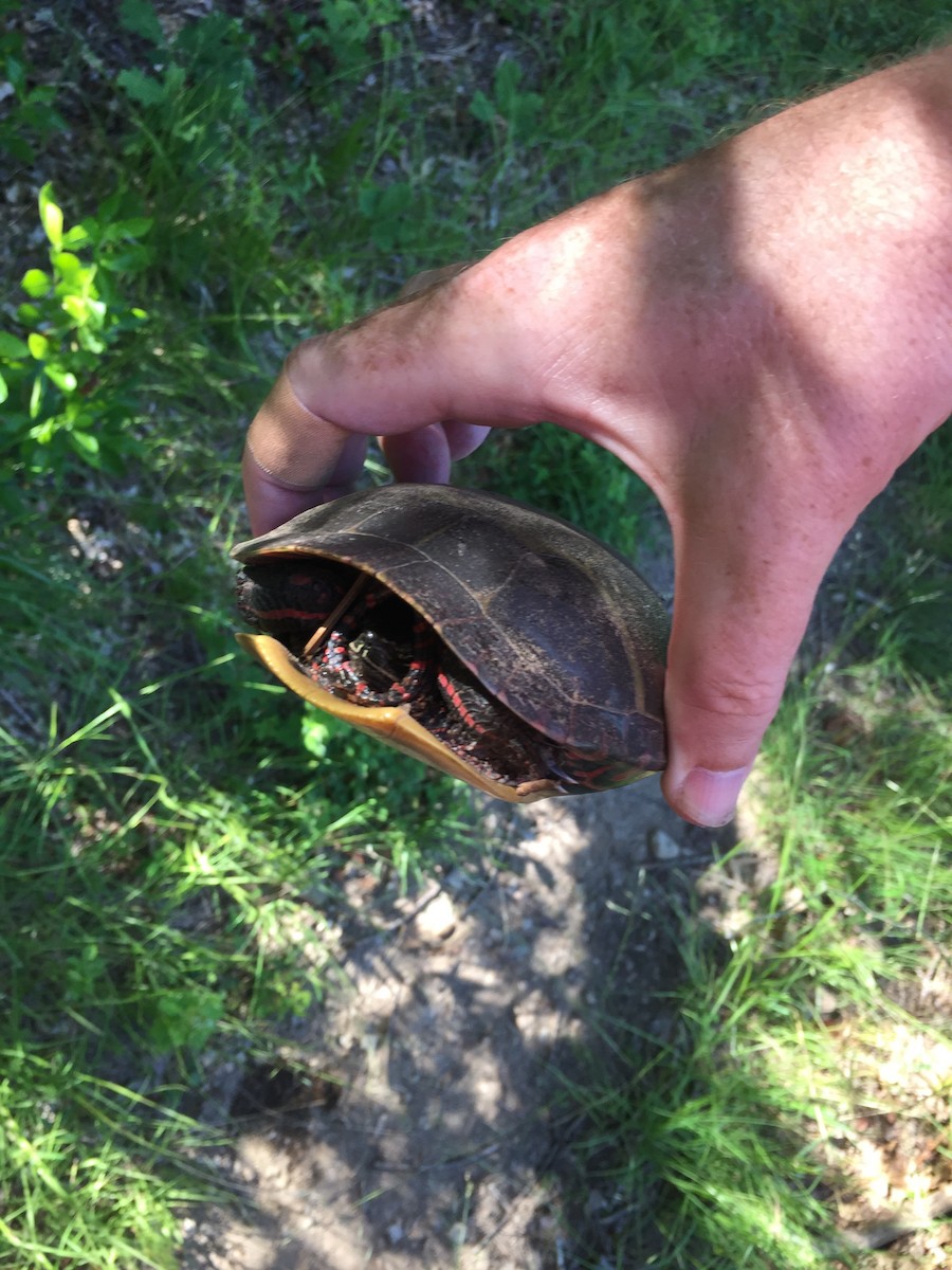 Painted Turtle - ML644616001
