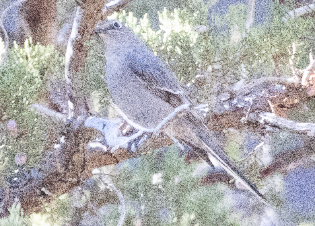 Townsend's Solitaire - ML644616003