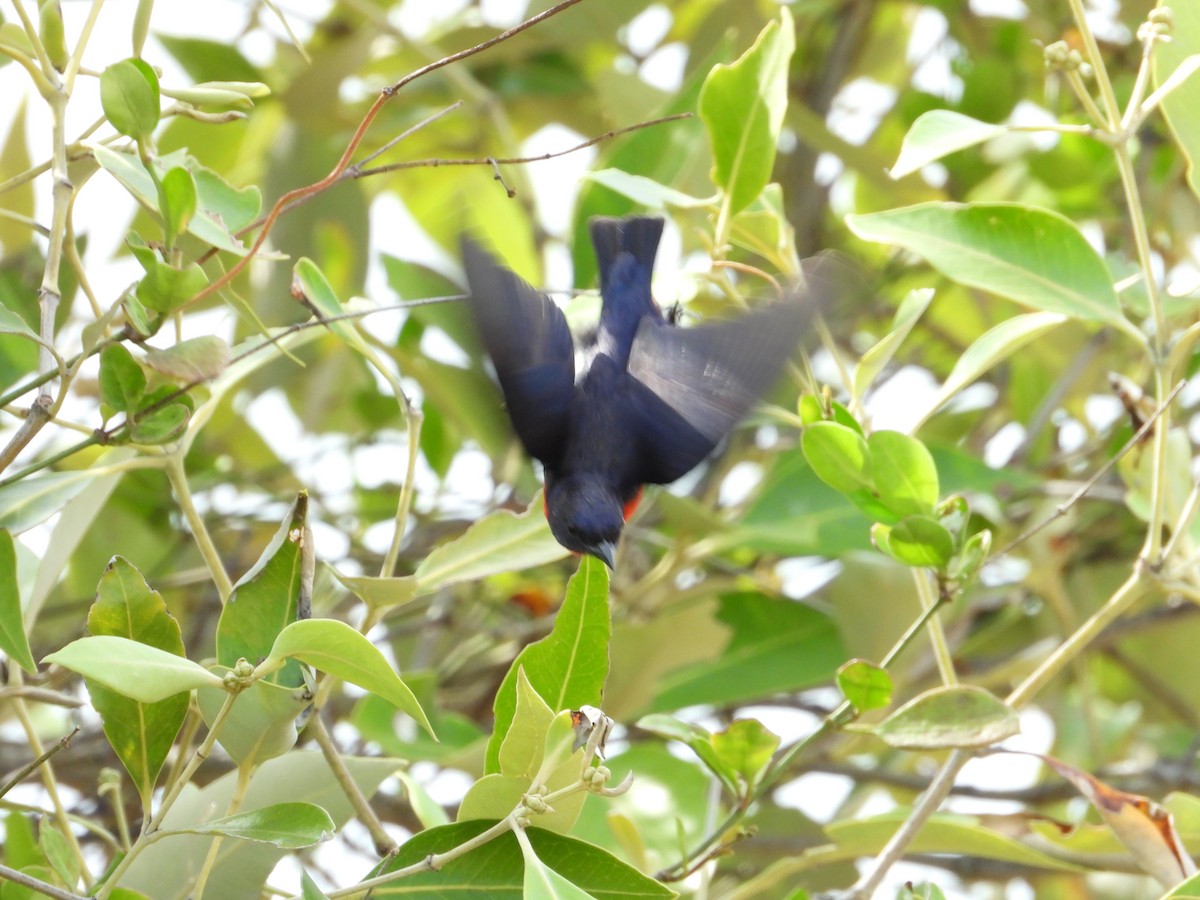 Mistletoebird - ML644616004