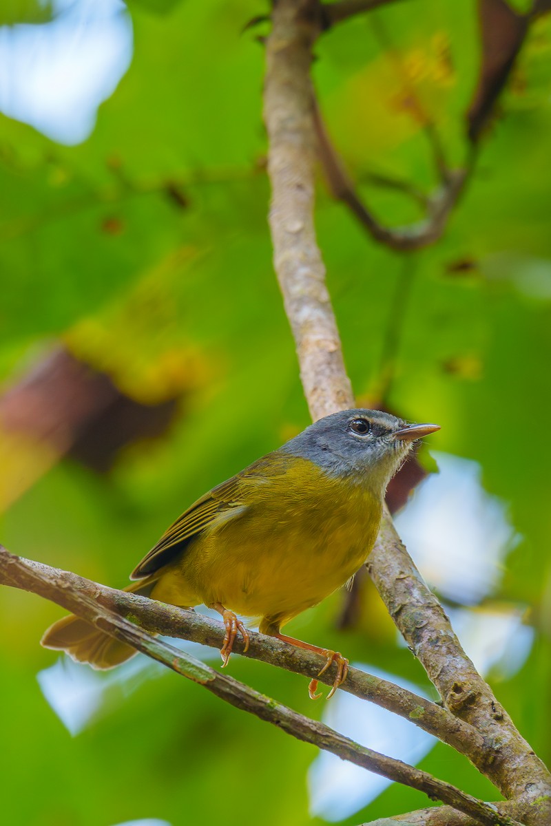 White-lored Warbler - ML644616005