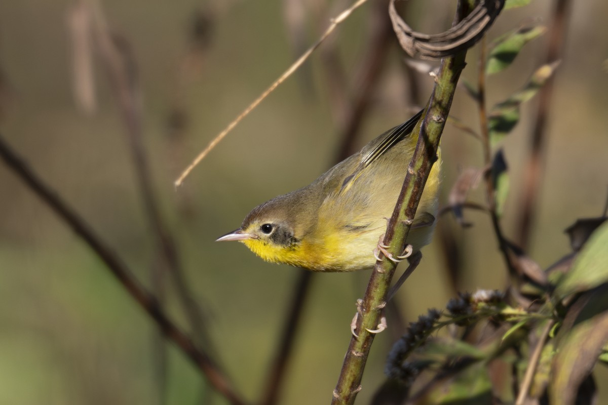 Common Yellowthroat - ML644616007