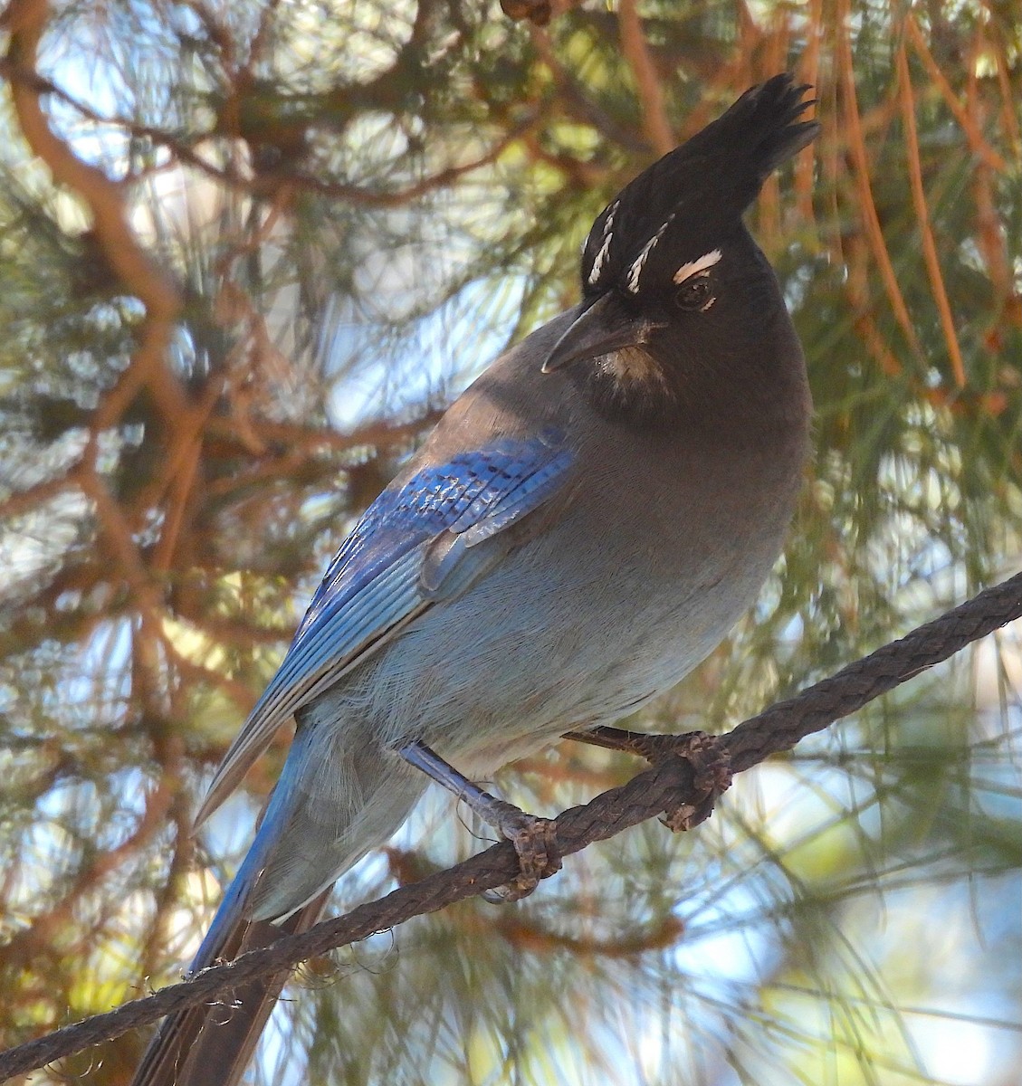 Steller's Jay - ML644616011