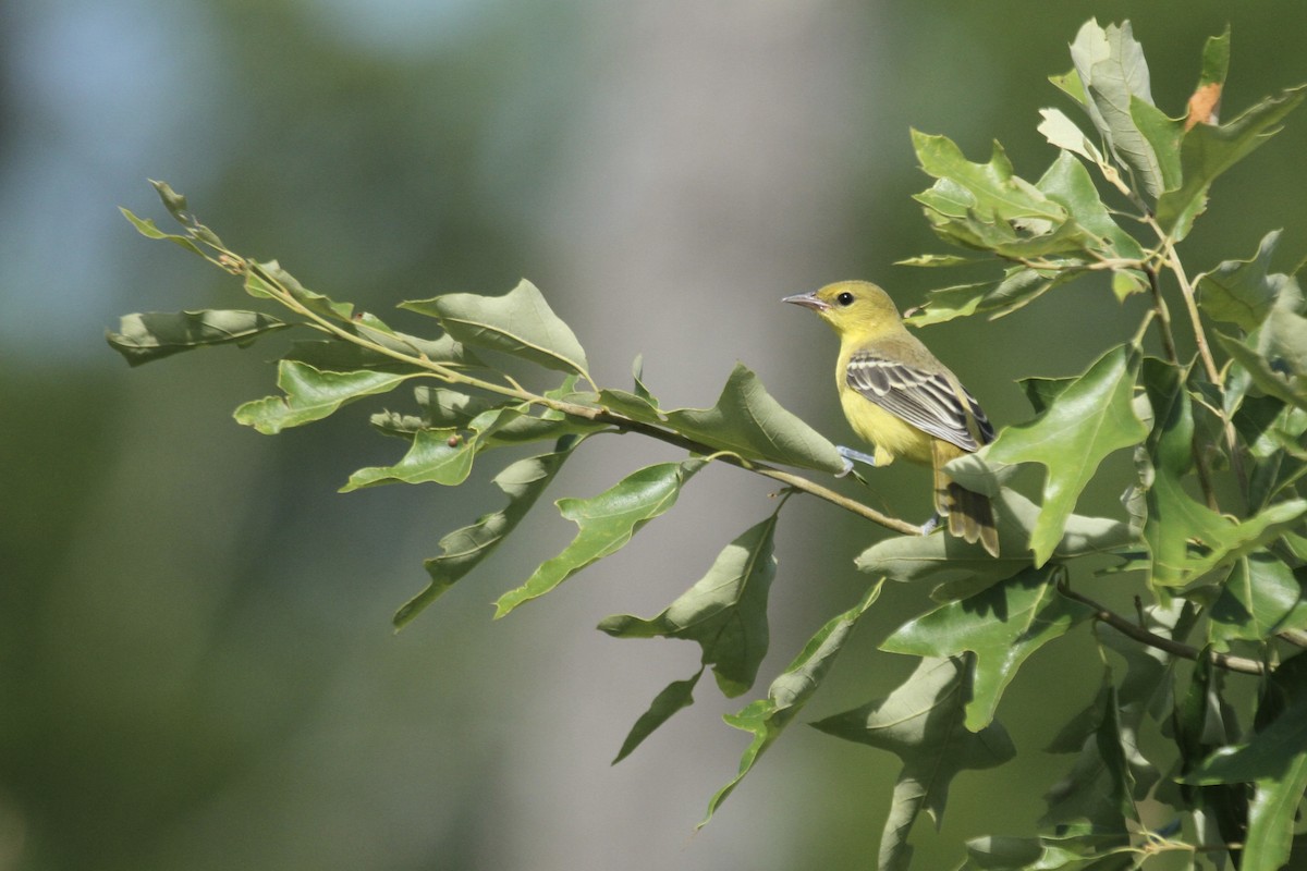 Orchard Oriole - ML644616013