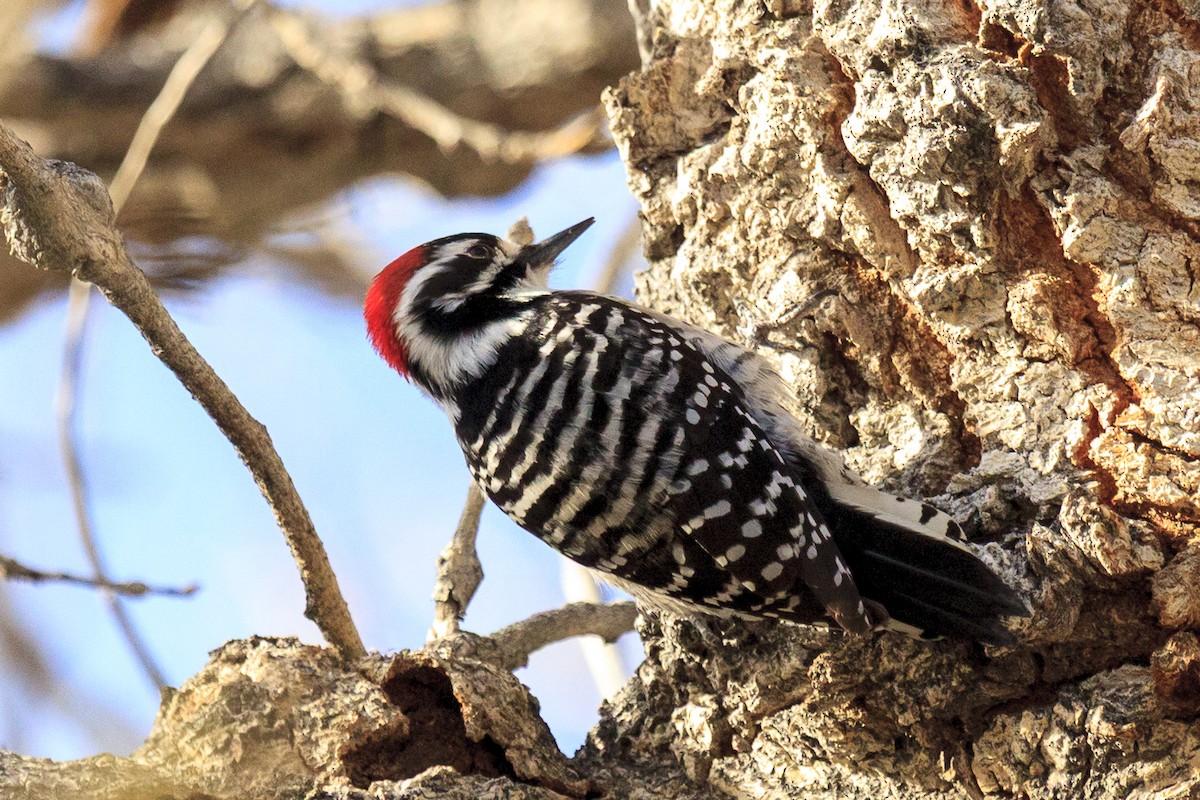 シロハラシマアカゲラ - ML644616021