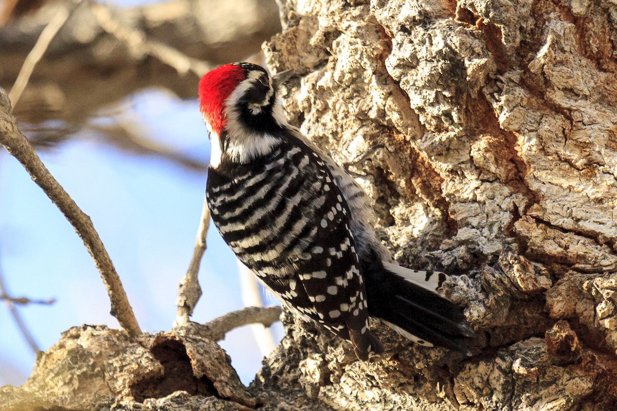 シロハラシマアカゲラ - ML644616022