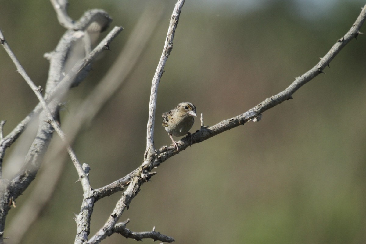 Grasshopper Sparrow - ML644616026