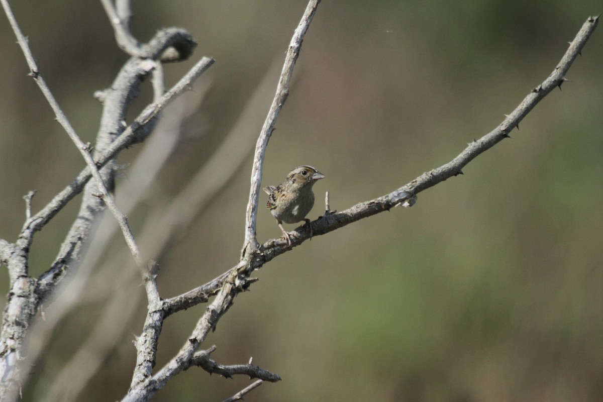 Grasshopper Sparrow - ML644616027