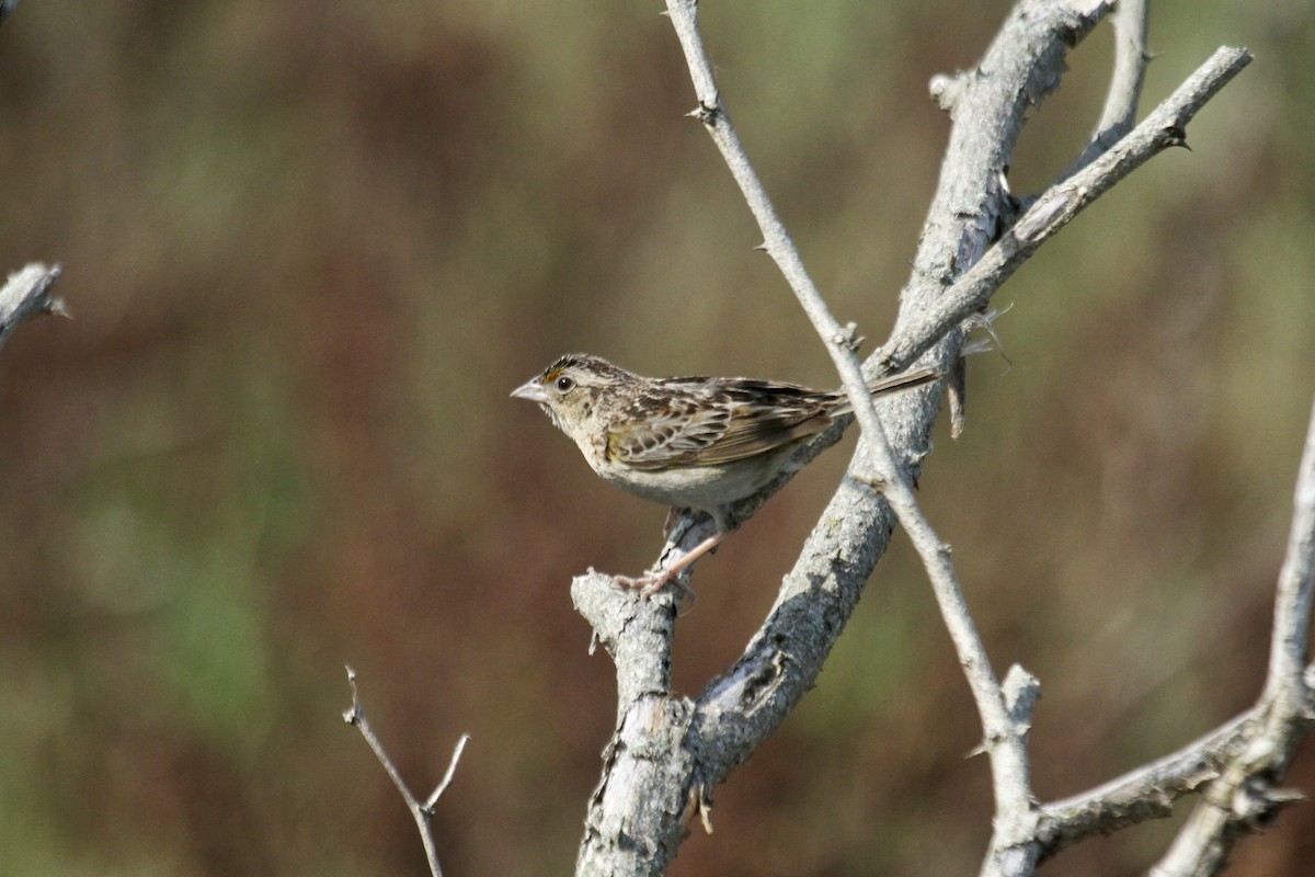 Grasshopper Sparrow - ML644616028