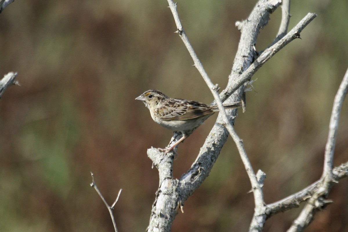 Grasshopper Sparrow - ML644616029