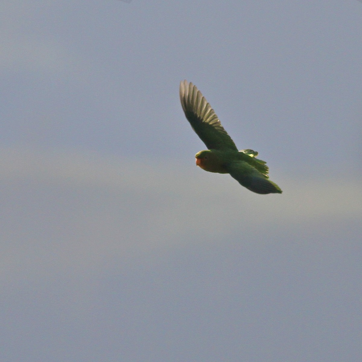 Rufous-fronted Parakeet - ML644616032