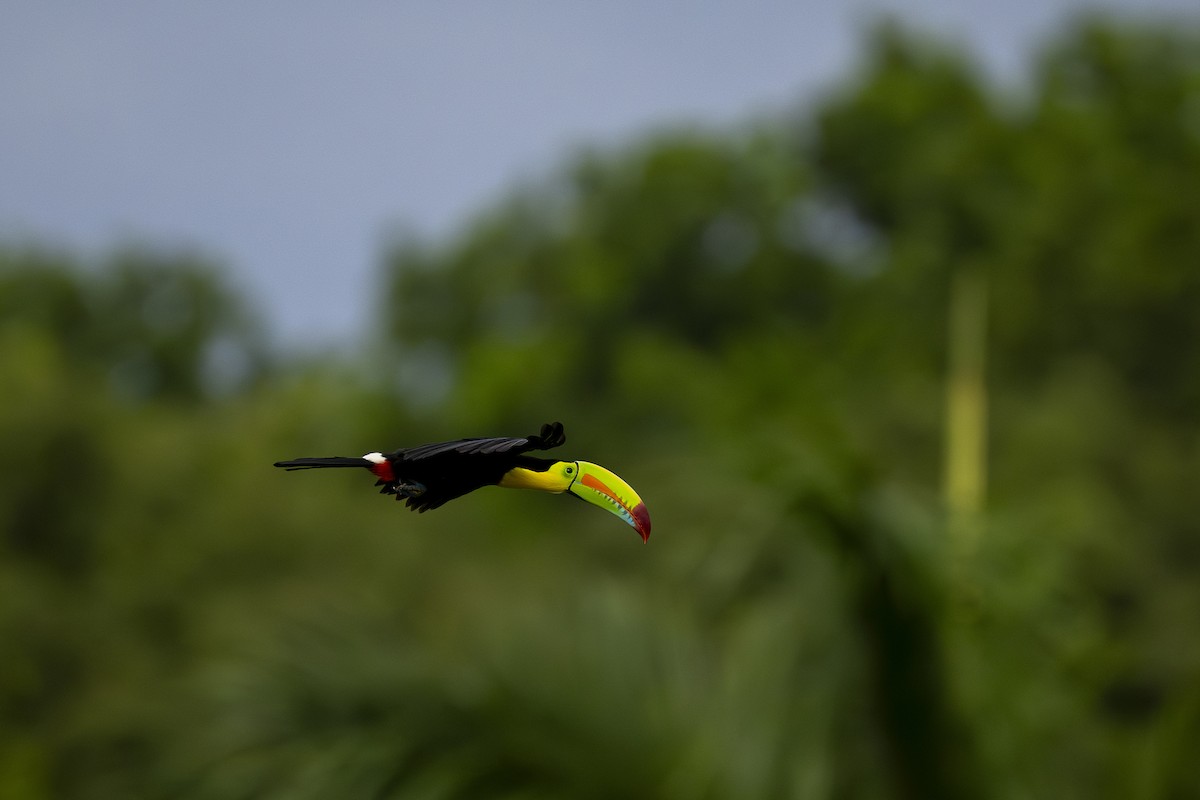 Keel-billed Toucan - ML644616042
