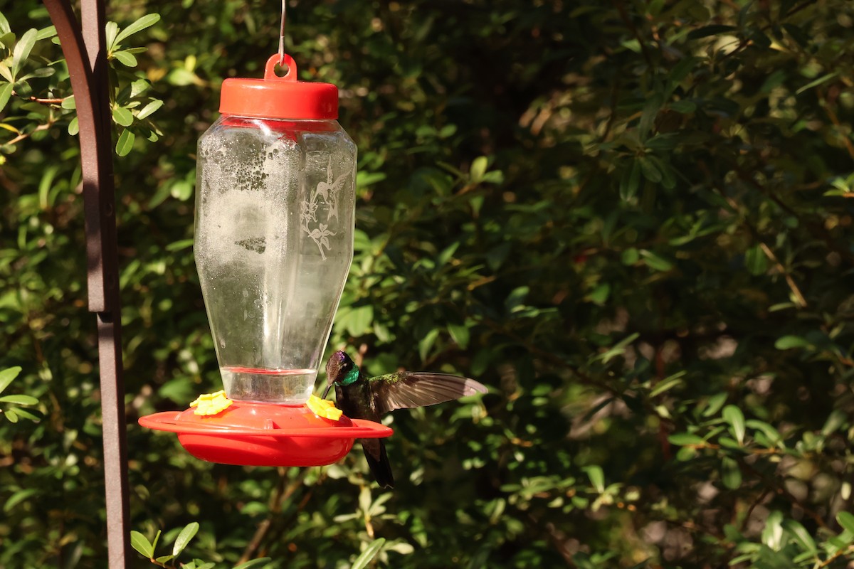 Rivoli's Hummingbird - ML644616044