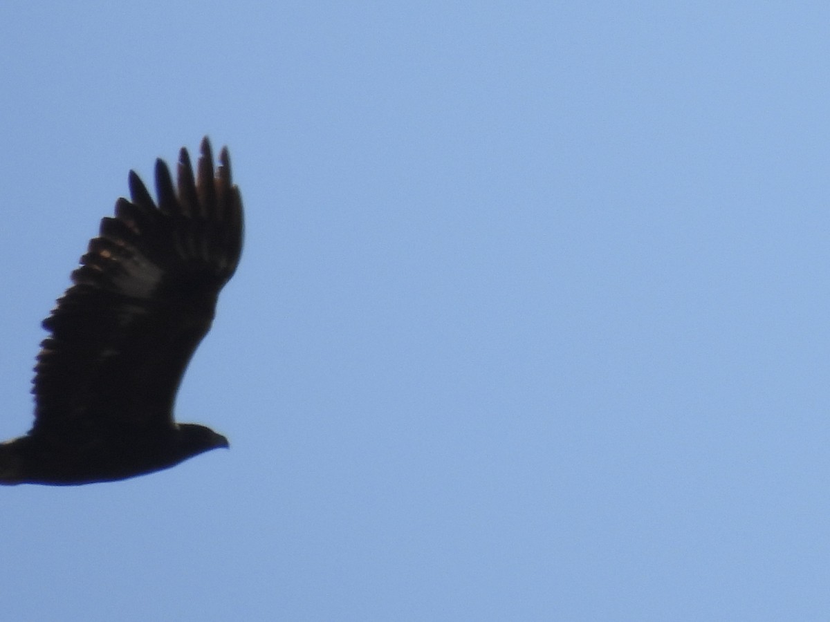 kongeørn - ML644616046