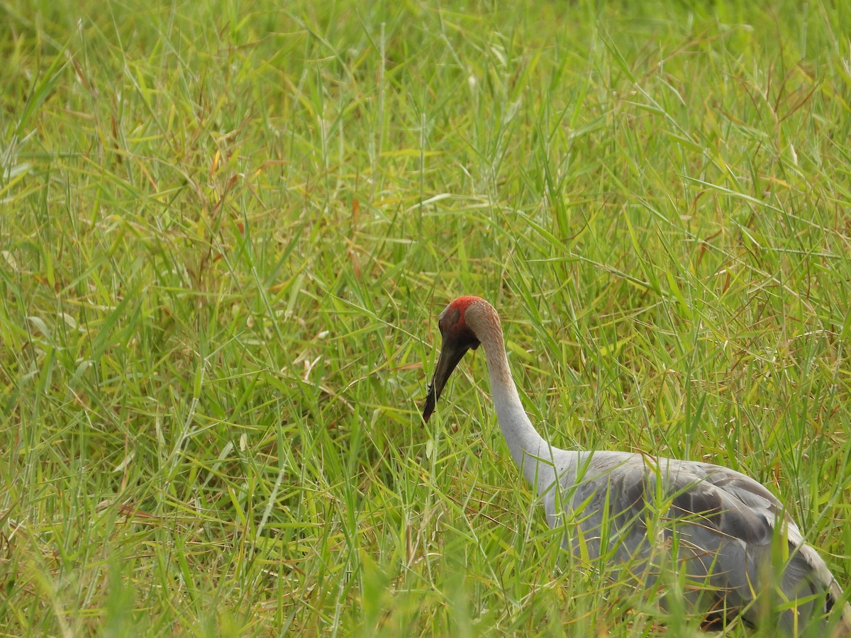 Brolga - ML644616050