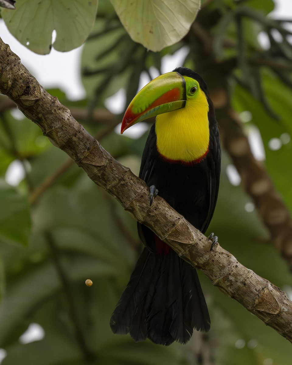 Keel-billed Toucan - ML644616051