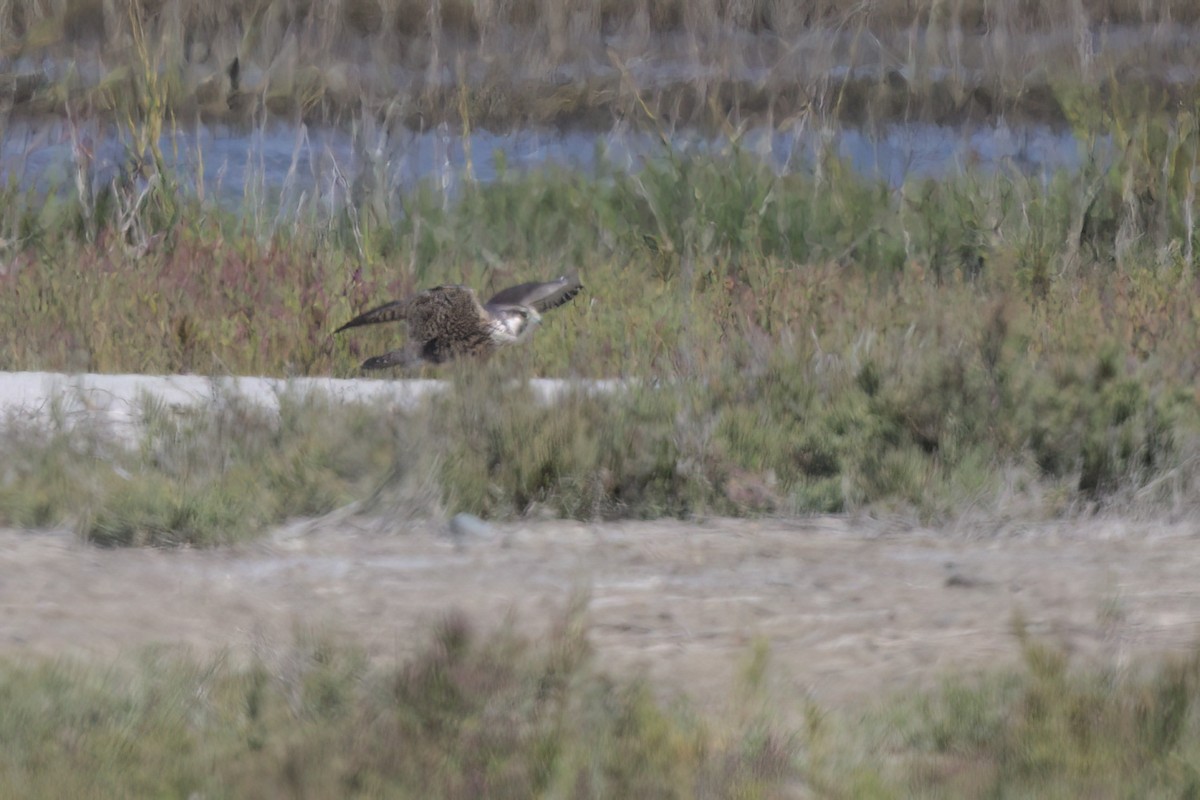 Faucon pèlerin - ML644616052