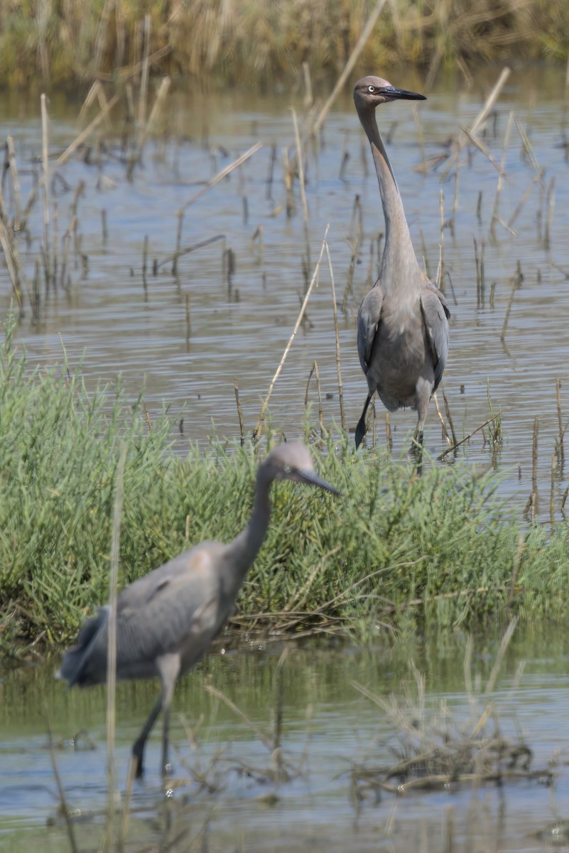 Rötelreiher - ML644616059