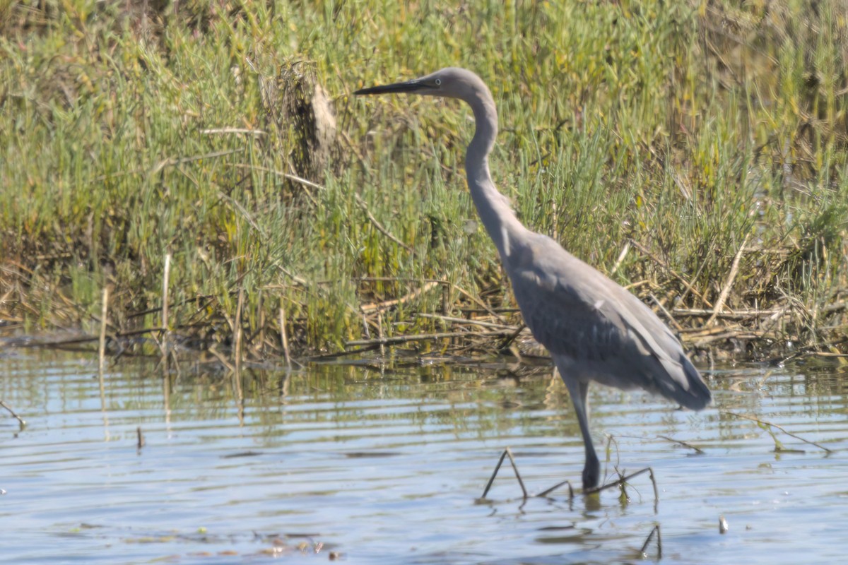 Rötelreiher - ML644616060