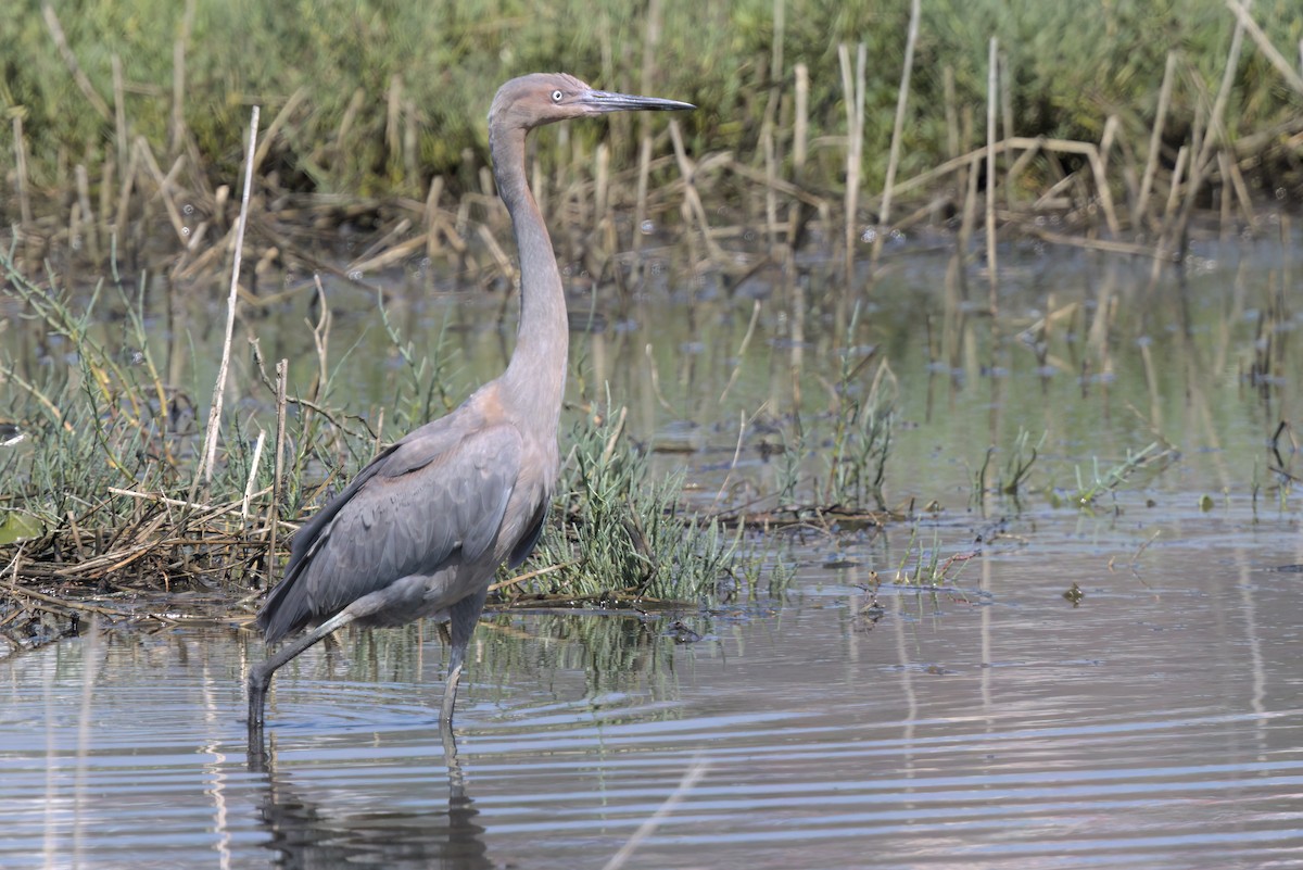 Rötelreiher - ML644616061