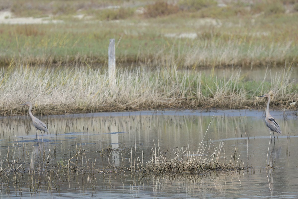 Rötelreiher - ML644616062