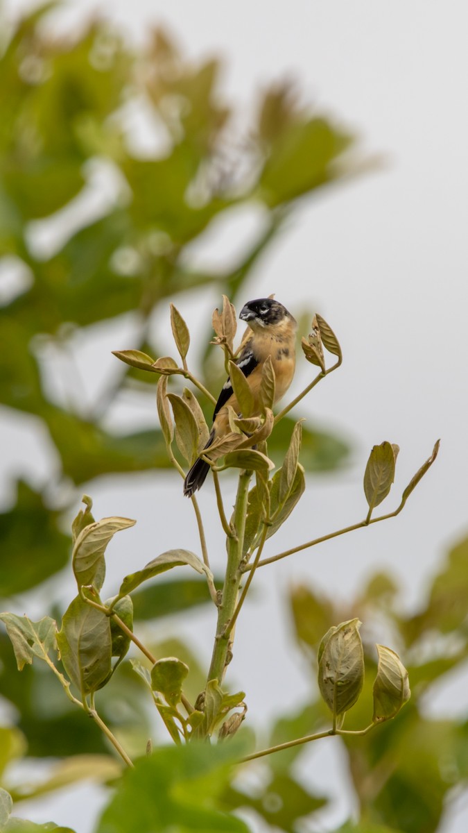 Morelet Tohumculu - ML644616063