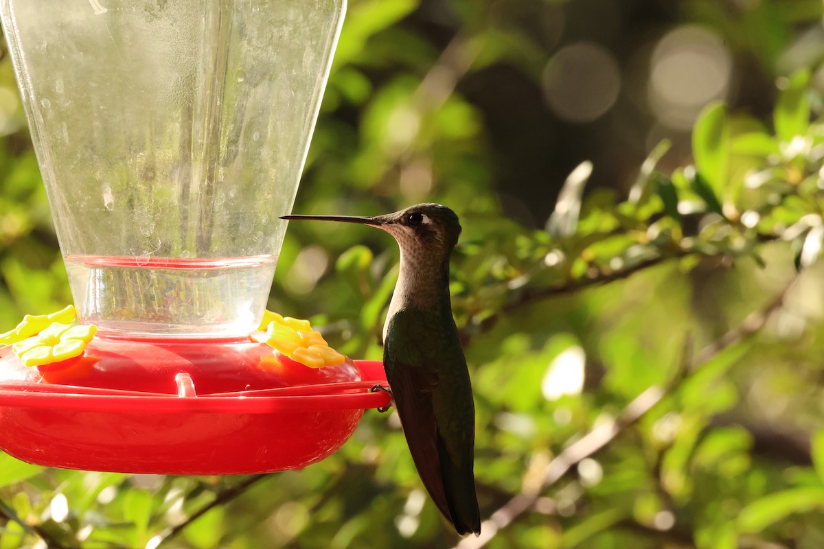 Rivoli's Hummingbird - ML644616069