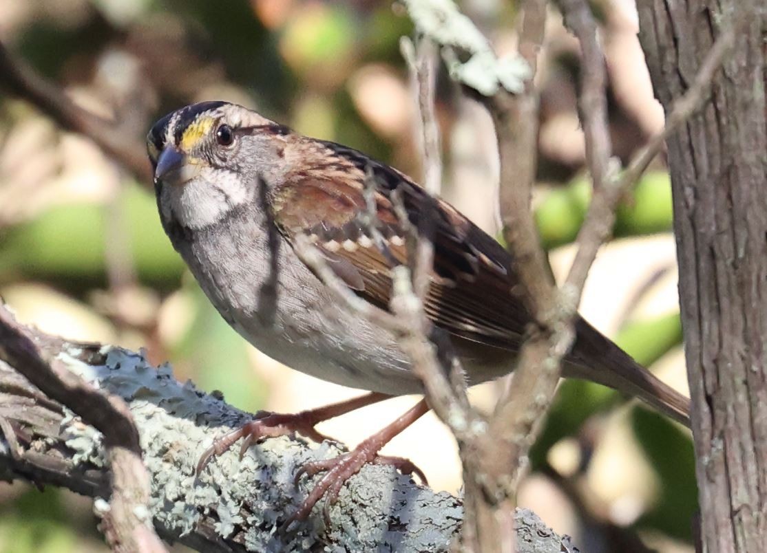 White-throated Sparrow - ML644616070