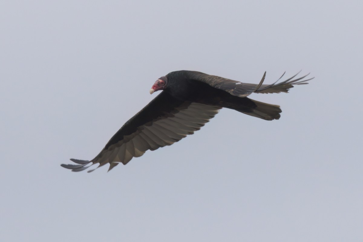 Turkey Vulture - ML644616080