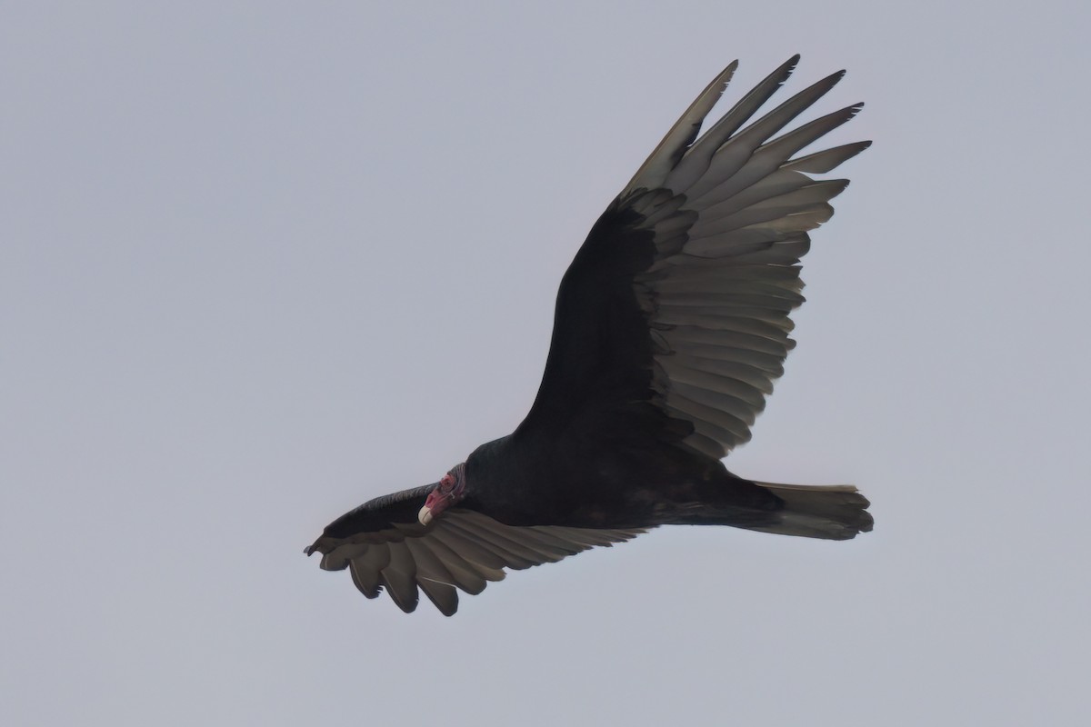 Turkey Vulture - ML644616081