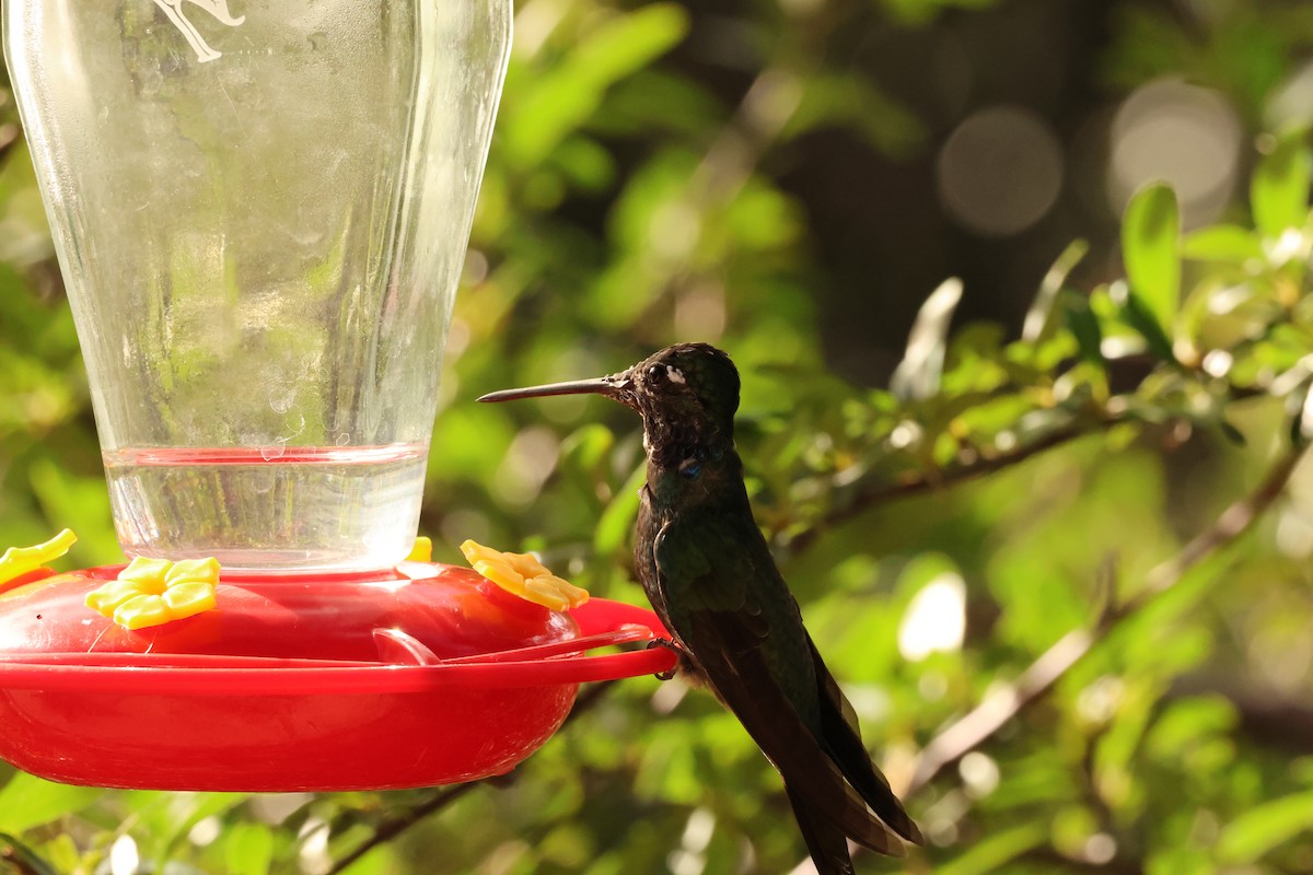 Rivoli's Hummingbird - ML644616095