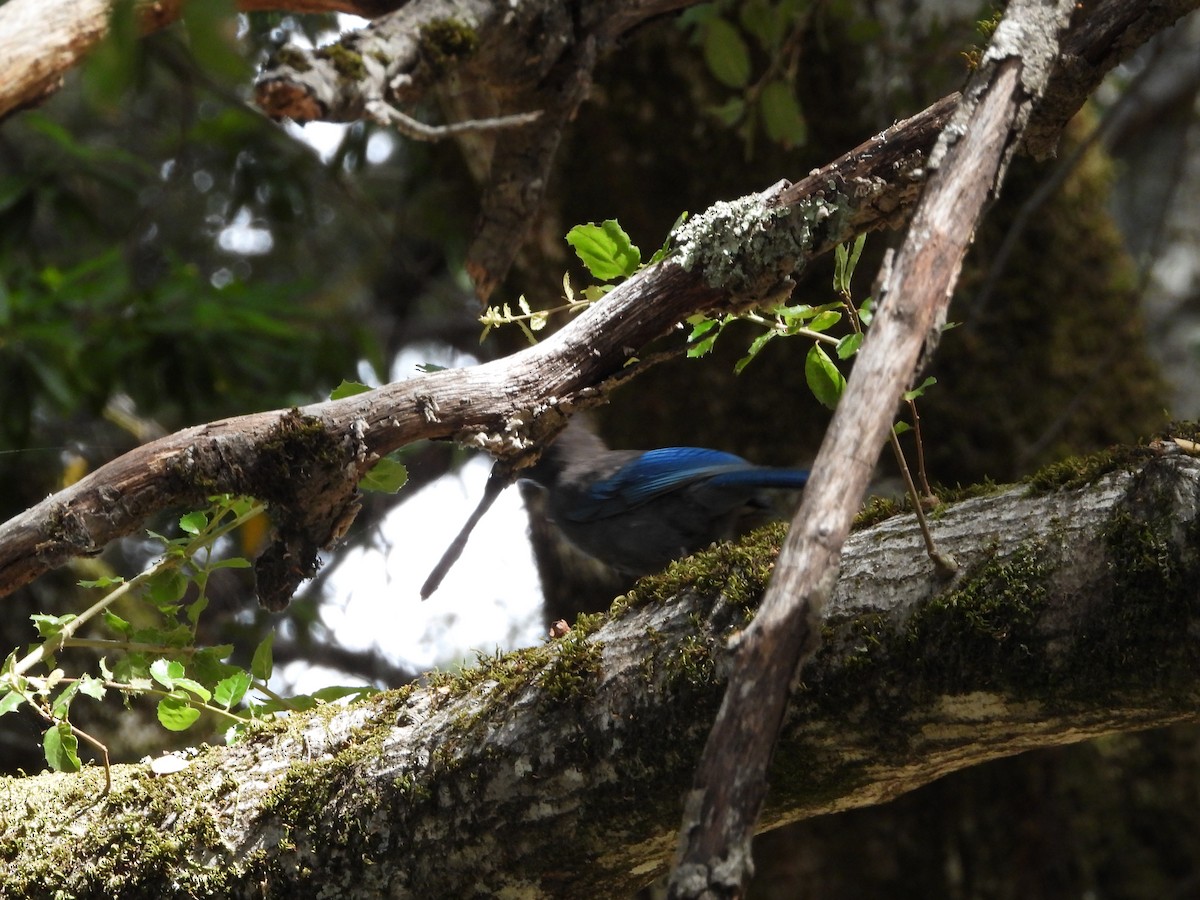 Steller's Jay - ML644616100