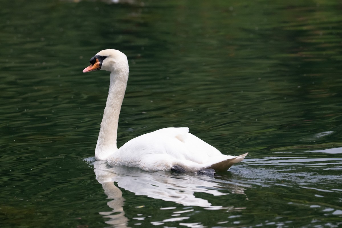 Mute Swan - ML644616102