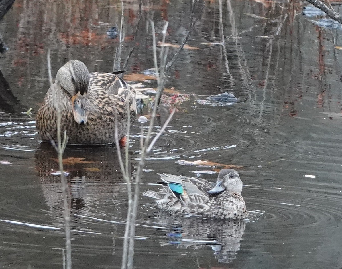 Green-winged Teal - ML644616105