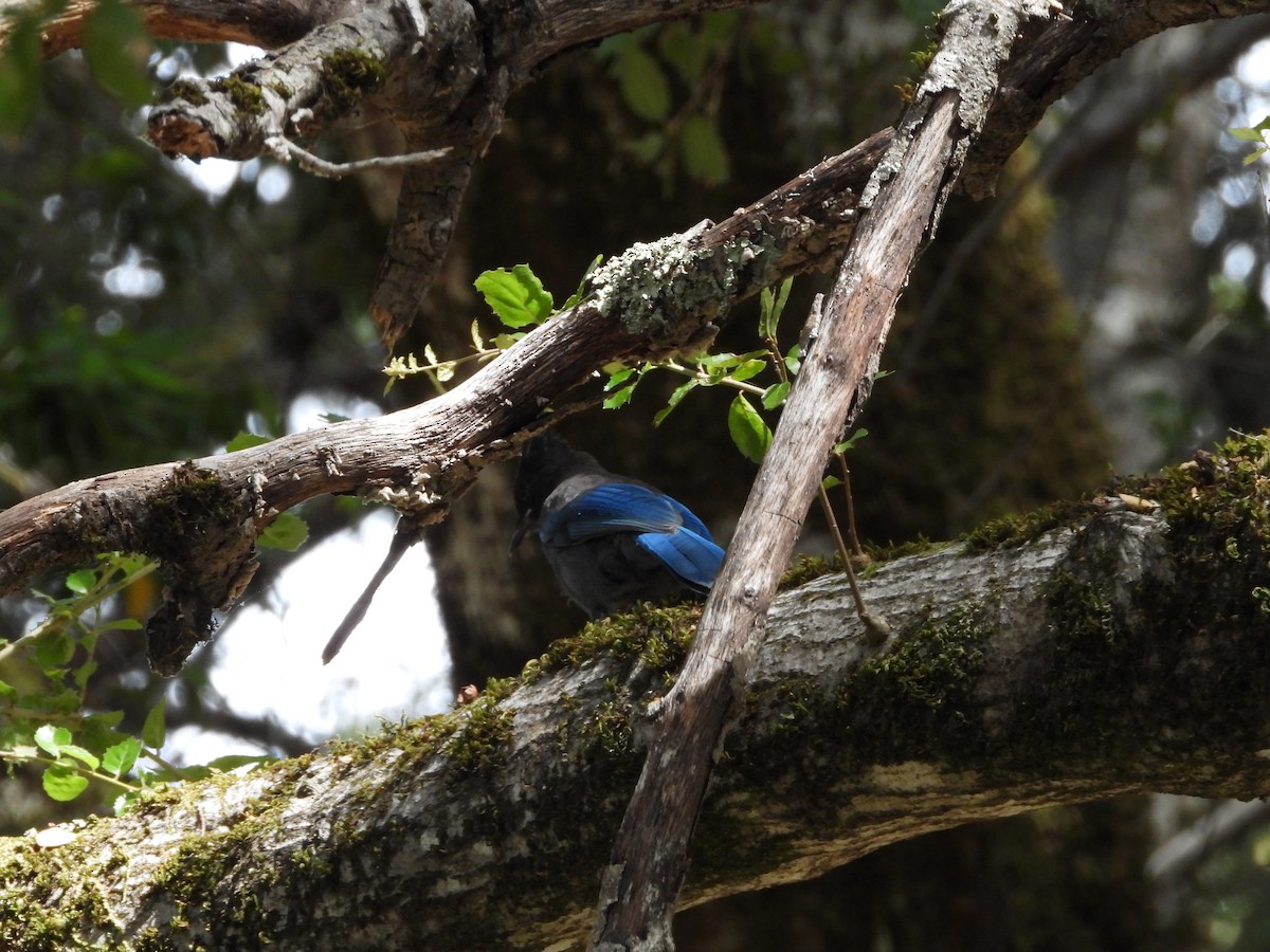 Steller's Jay - ML644616112