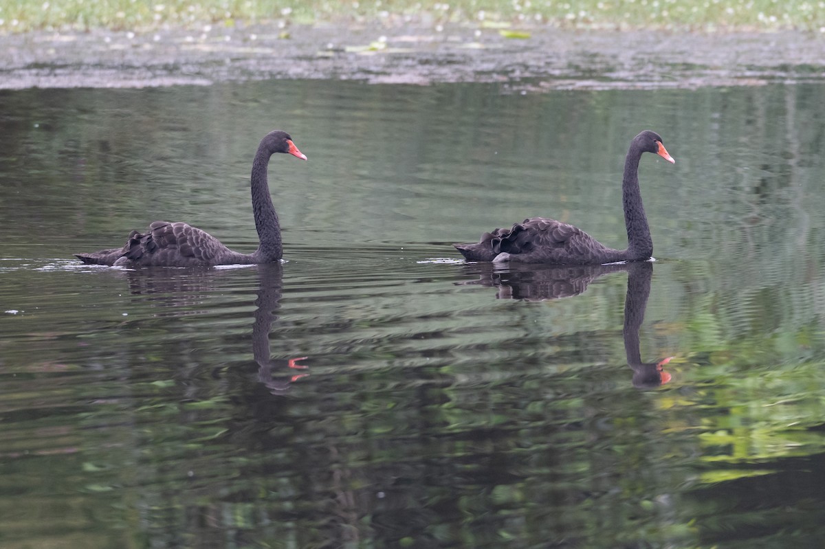 Black Swan - ML644616115